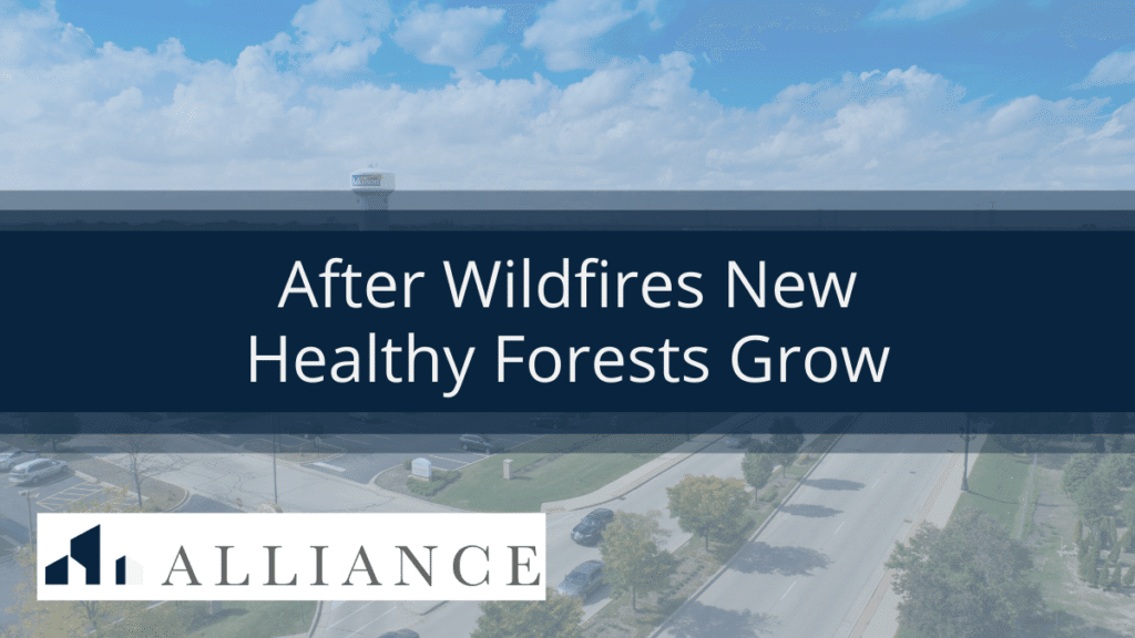 wildfires-new-healthy-forests-grow
